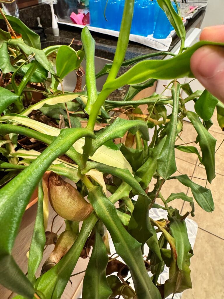 Any hope for this pitcher plant?