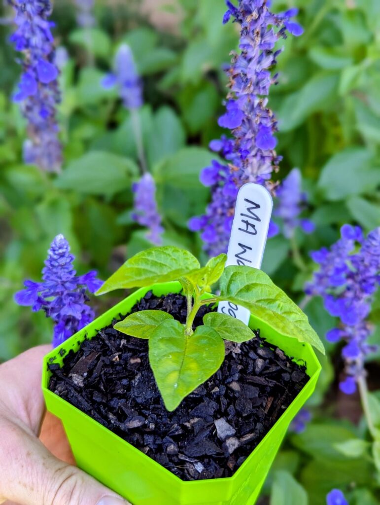 For my fellow Aussies 🌶️🇦🇺 For my fellow Aussies 🌶️🇦🇺