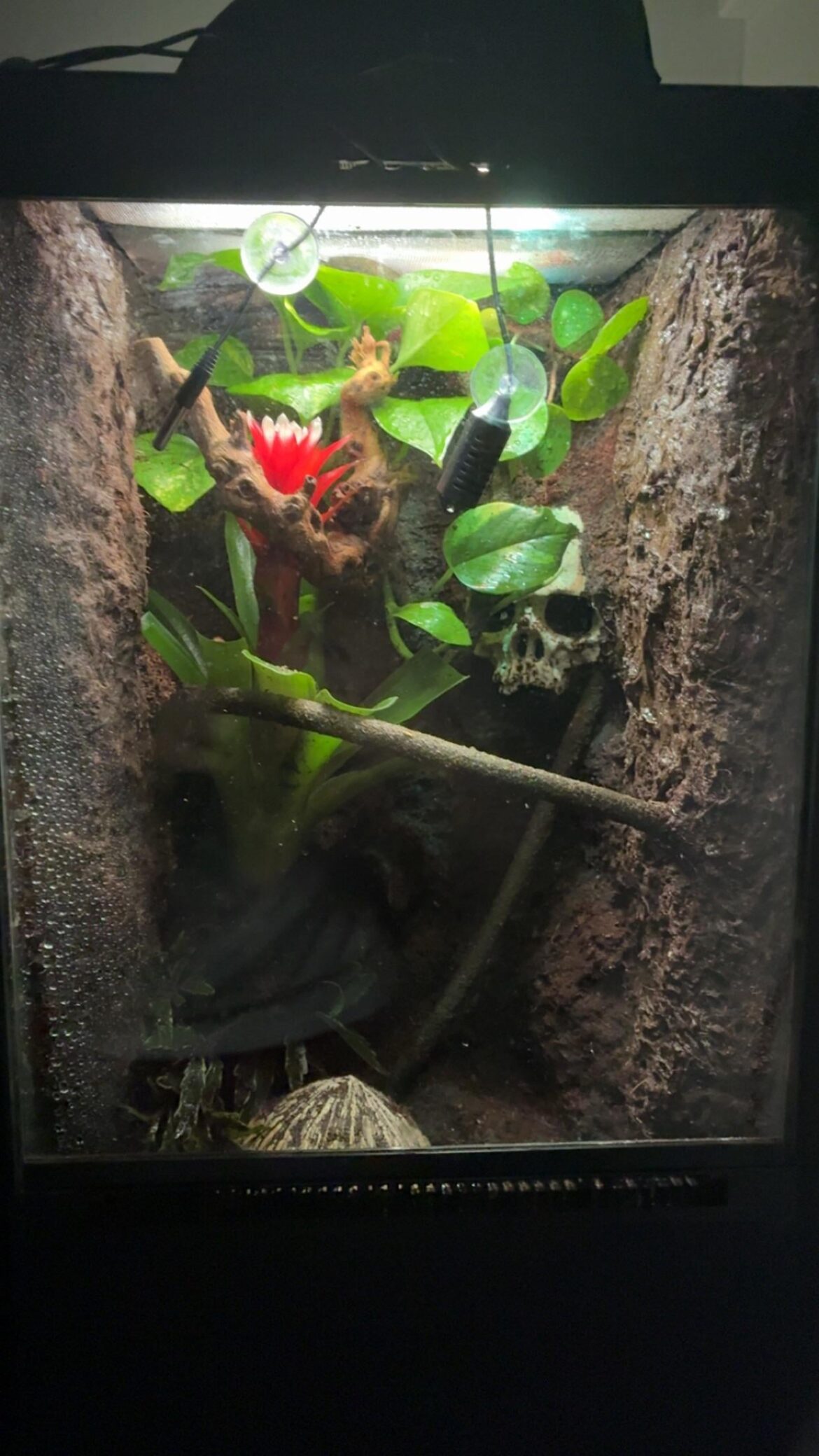 What plants can I add to rainforest terrarium? (Brown anole)