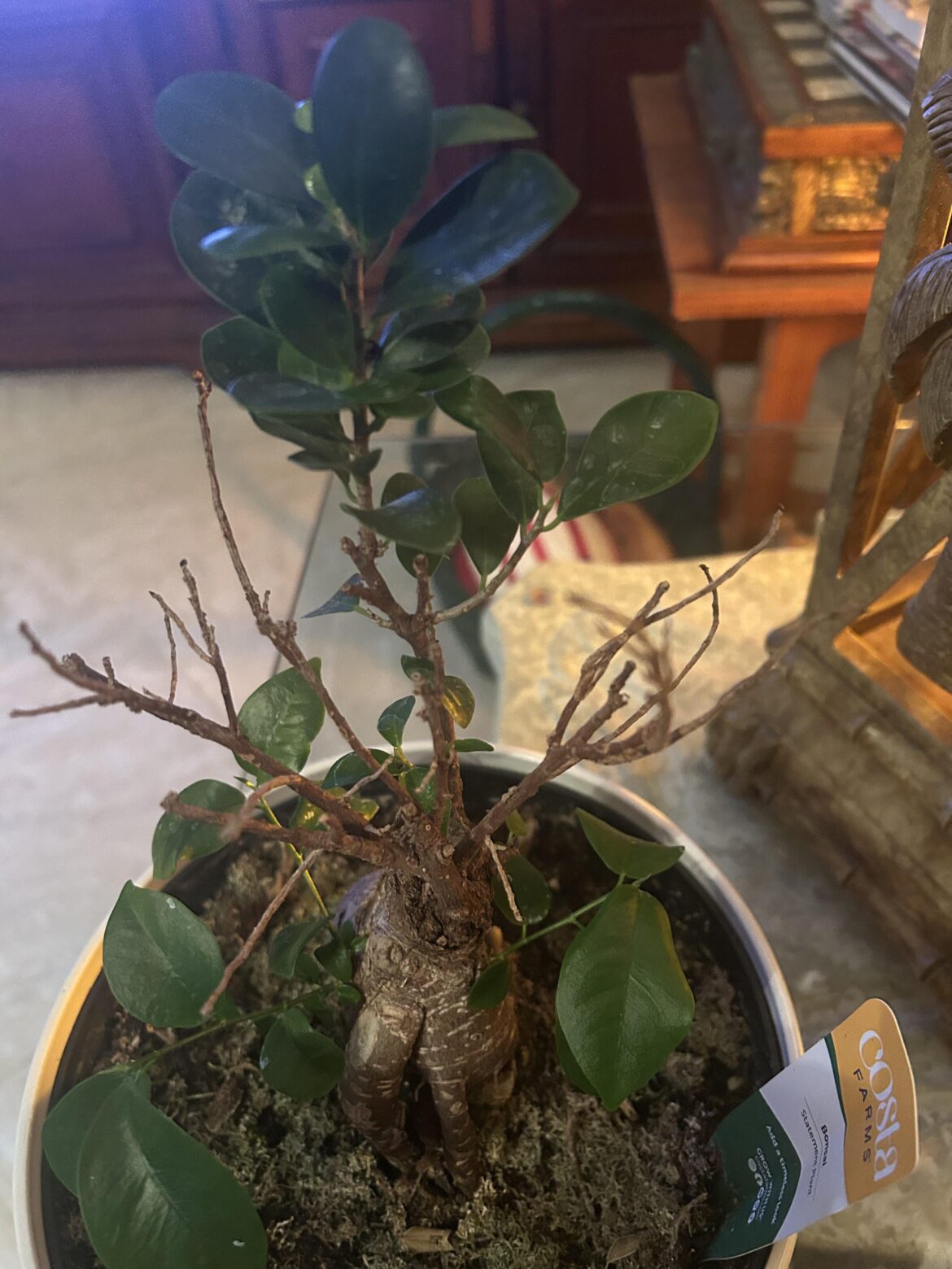 Need help with Bonsai