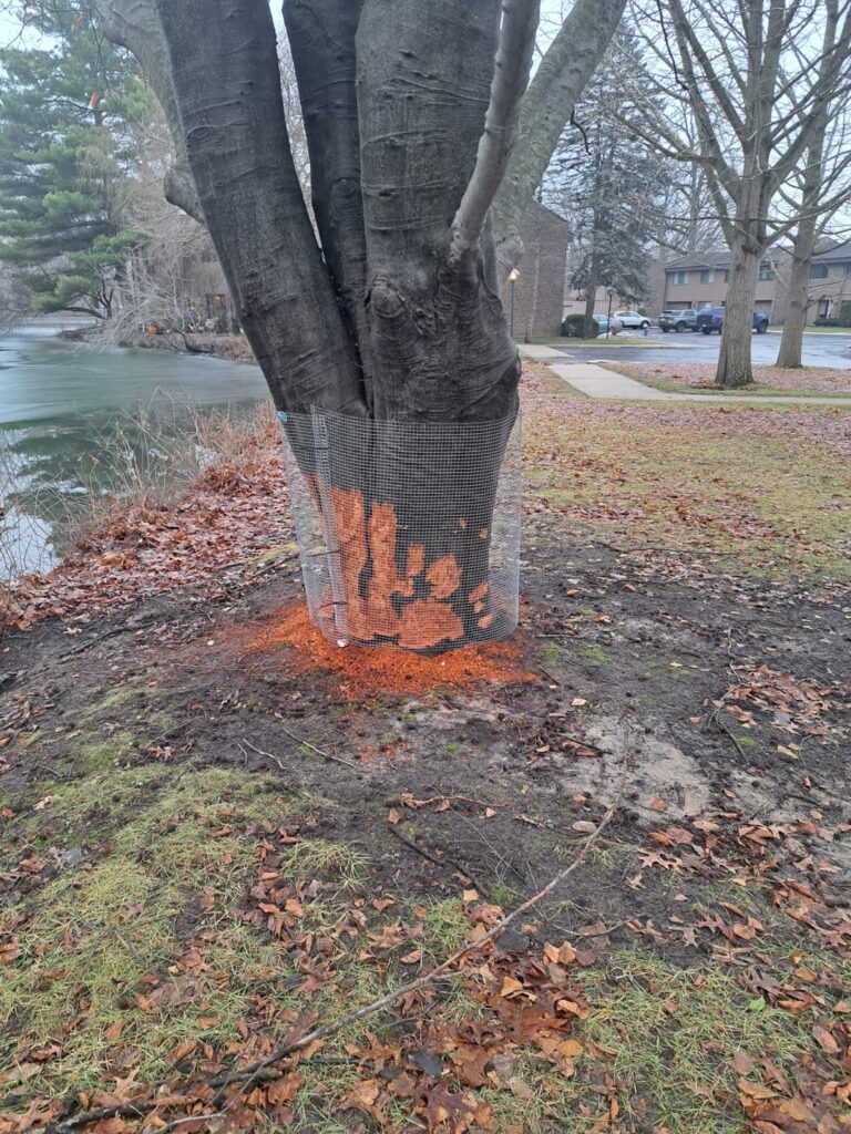 What's the deal with beavers?