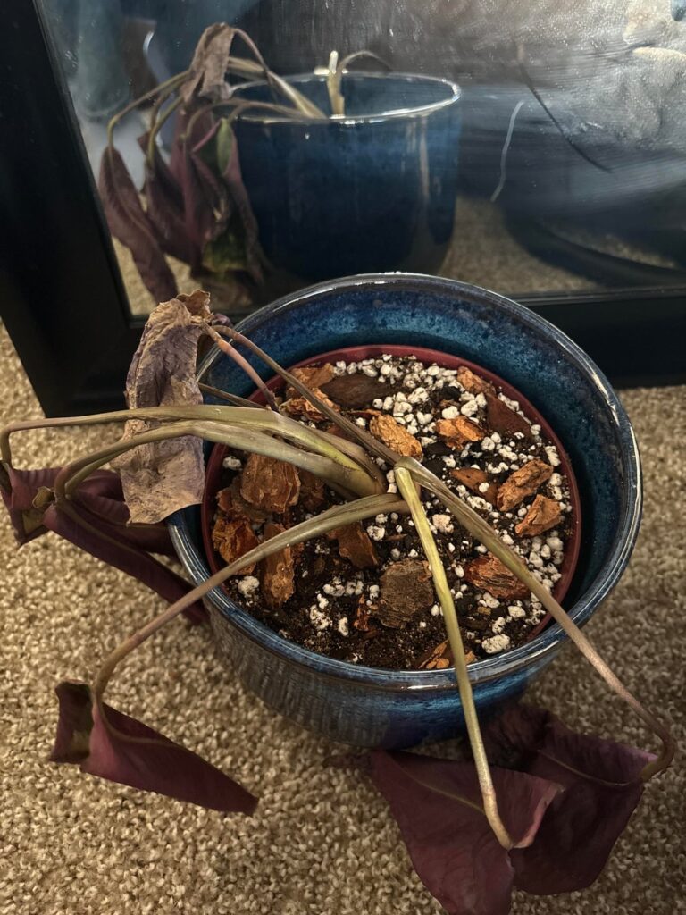 Is it dead?