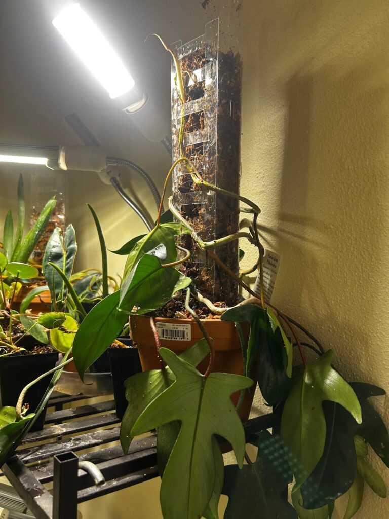 Wrapping Philodendron Around Moss Pole?
