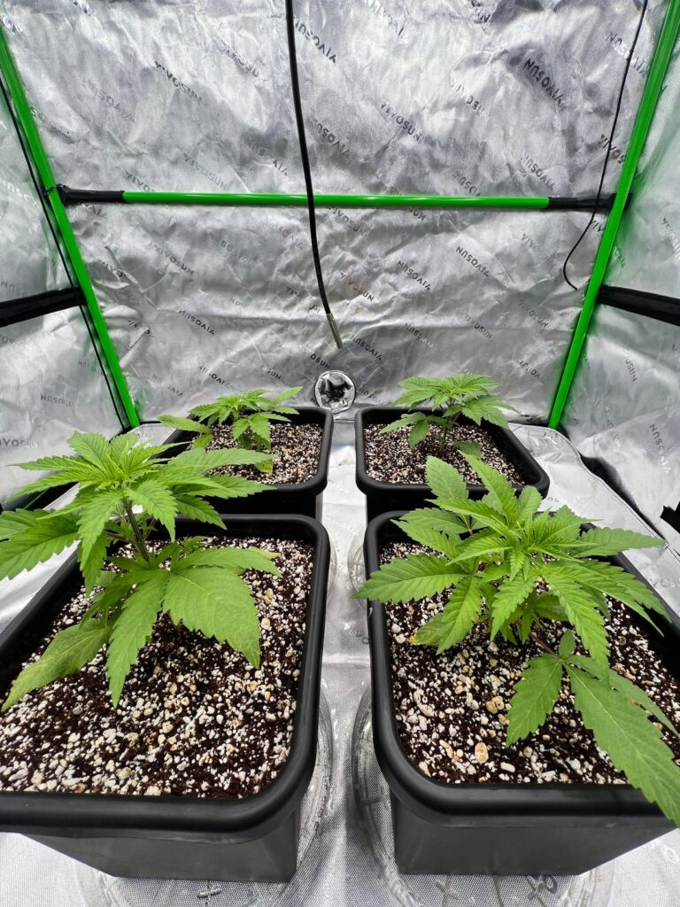 Grimm Glue - Week 3