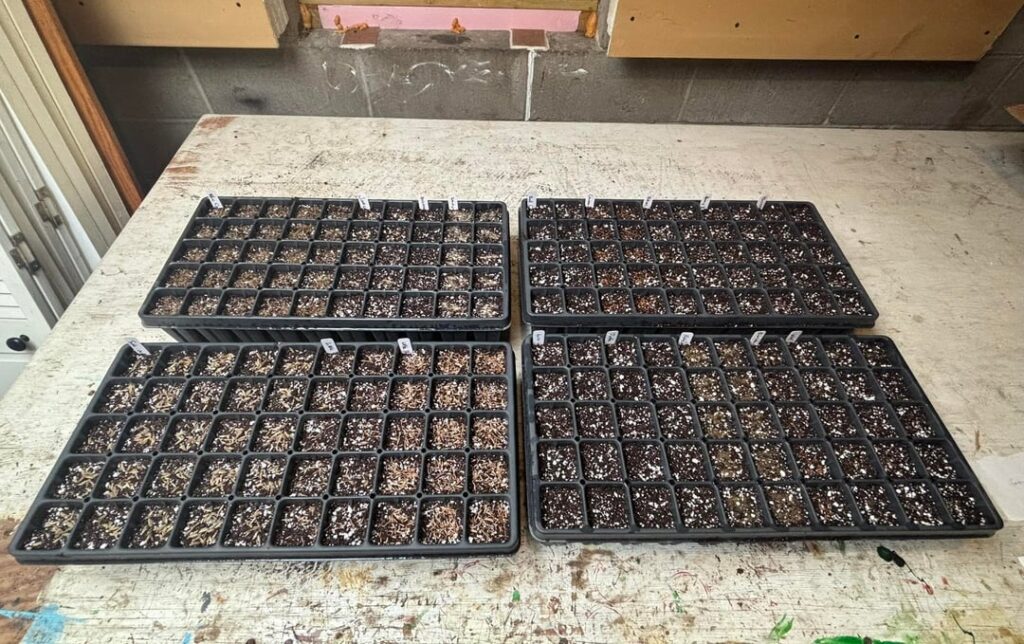 Year Four of Winter Sowing Complete! Year Four of Winter Sowing Complete!