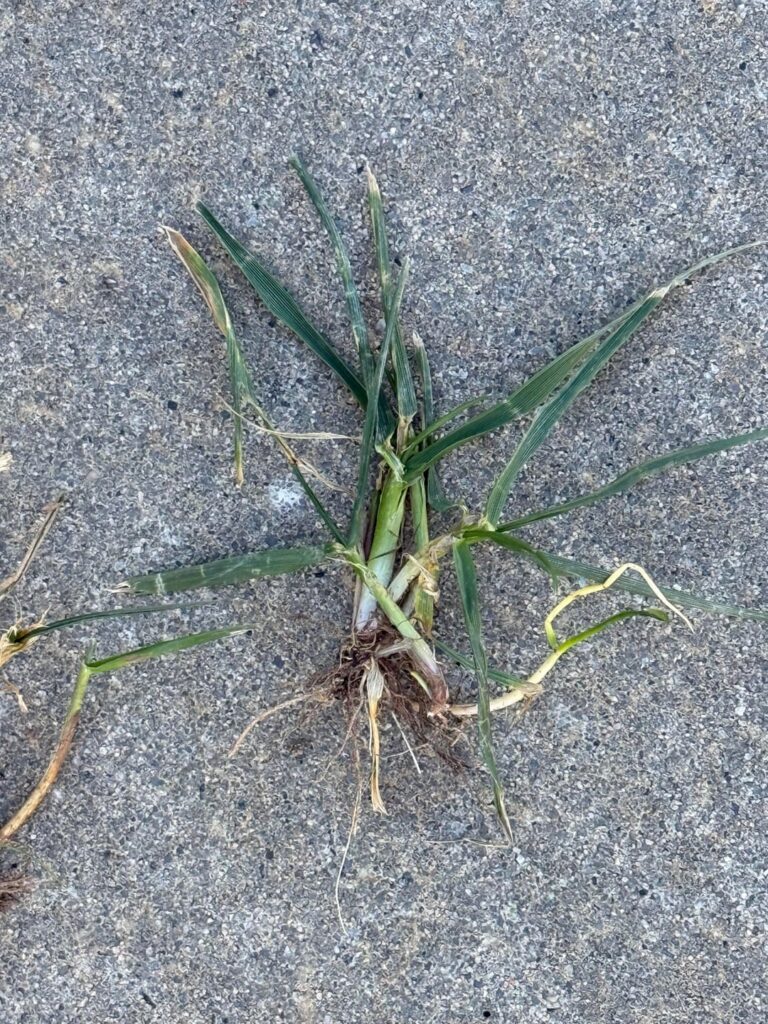 What’s this grassy weed?