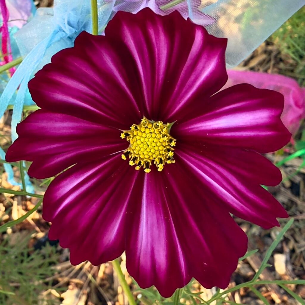 Cosmos will always be in my garden
