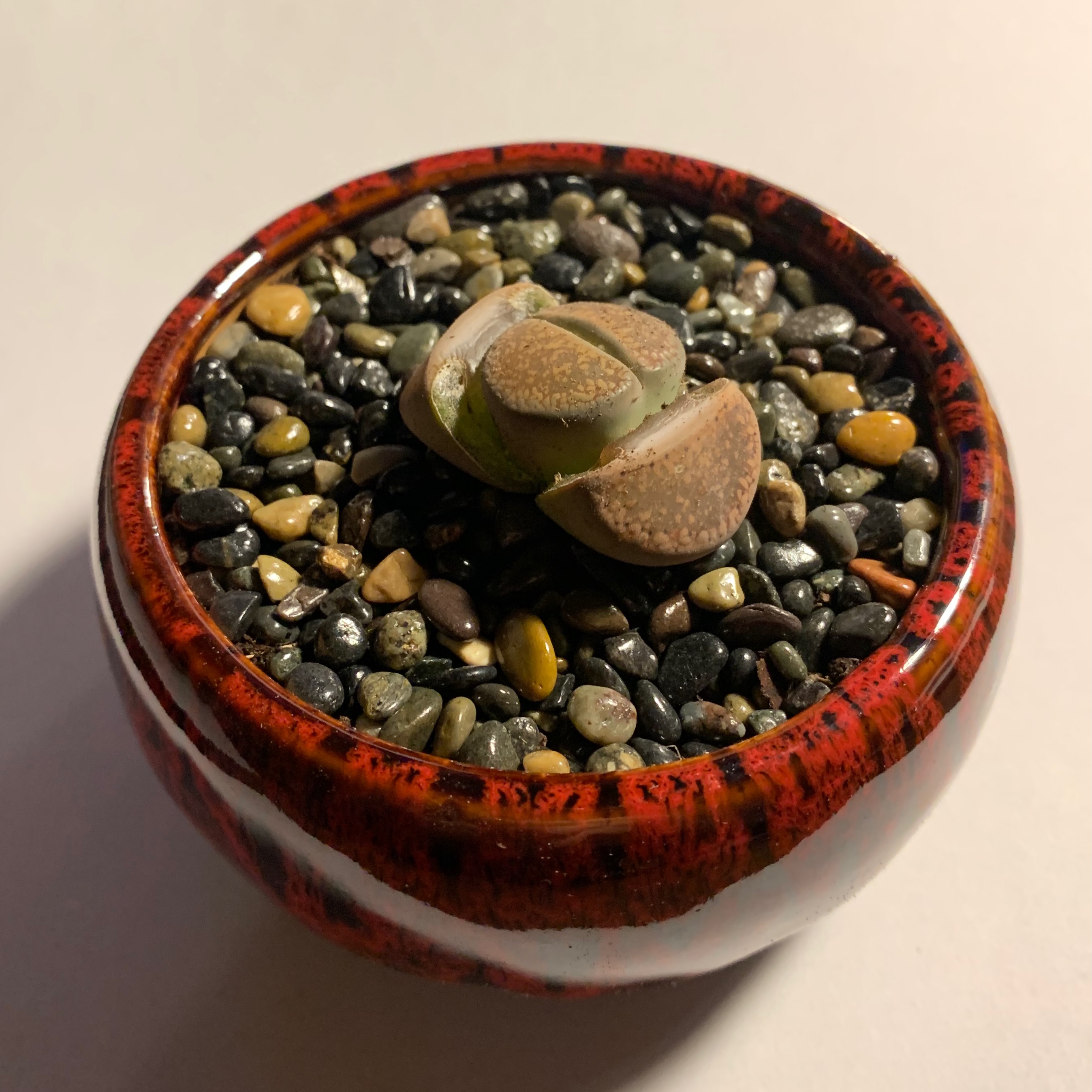 Living stone (Lithops aucampiae). A small succulent with brown-red bodies...