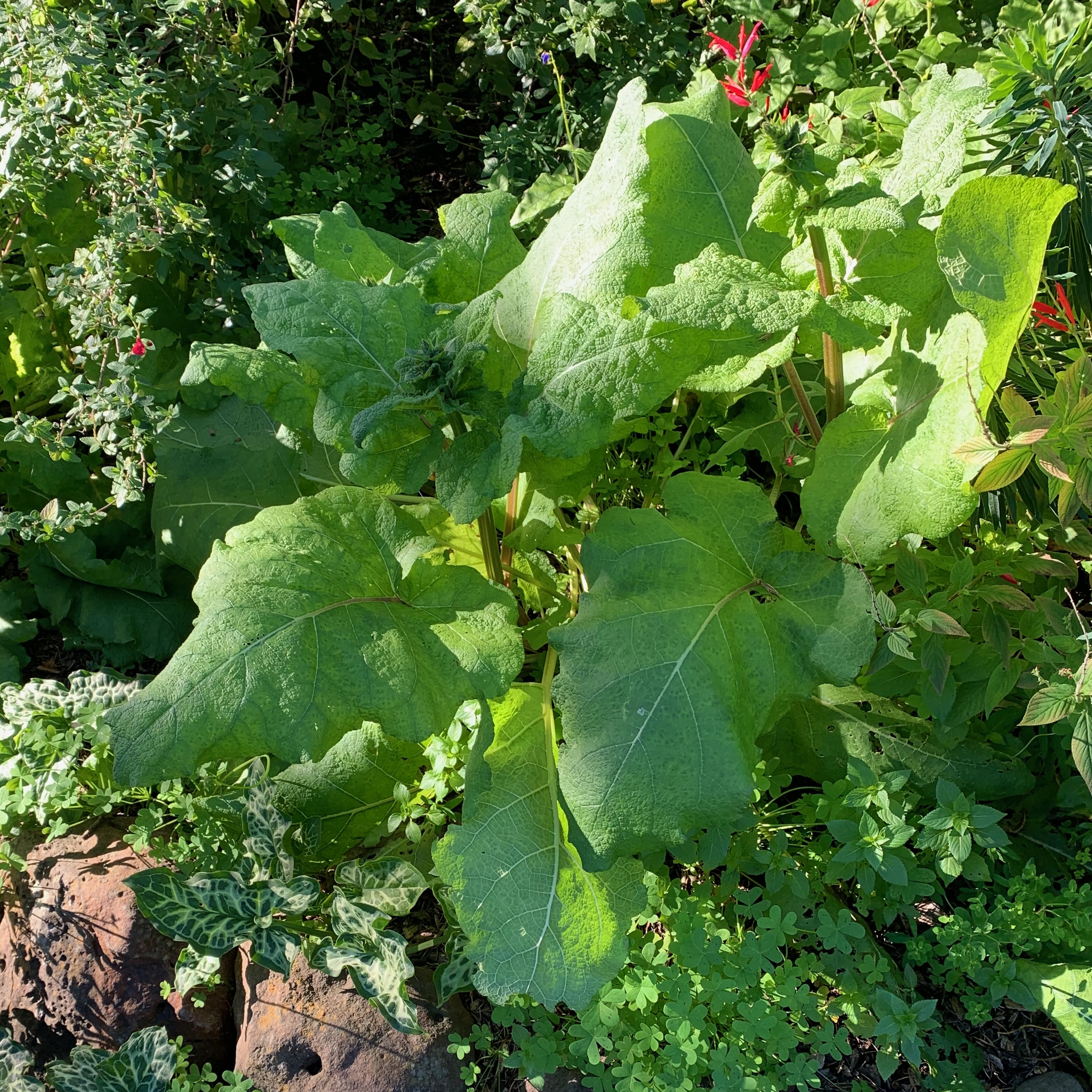 Salvia sclarea (clary sage). Deciduous, with soft stems. (Courtesy Tom...