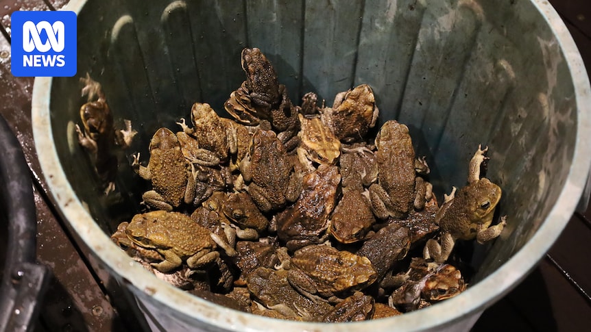 More than 1,000 cane toads captured in first Darwin botanic gardens bust in years More than 1,000 cane toads captured in first Darwin botanic gardens bust in years