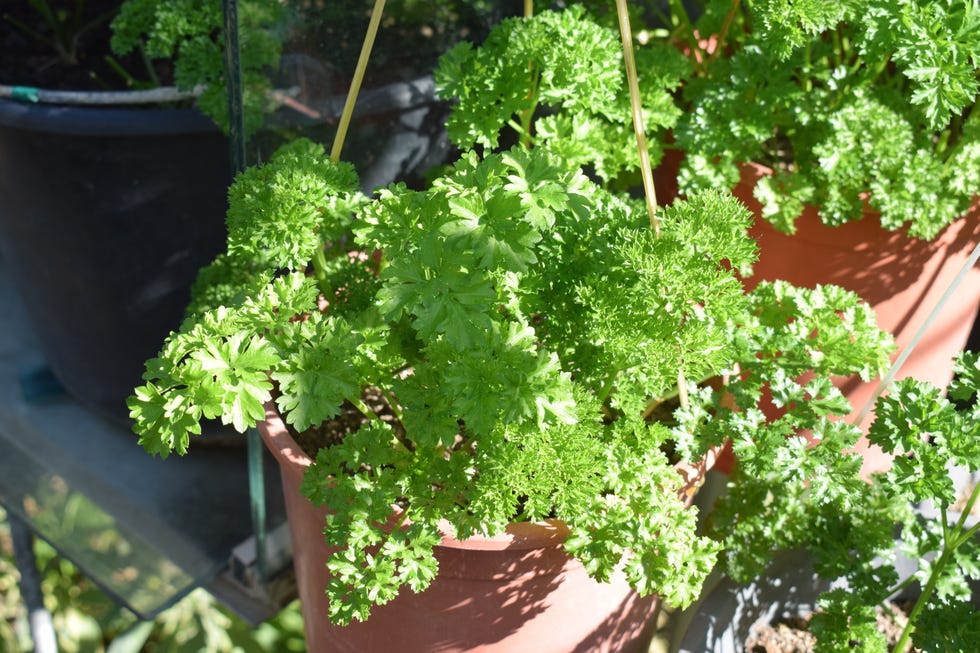 parsley in the sun closeup parsley in the sun closeup