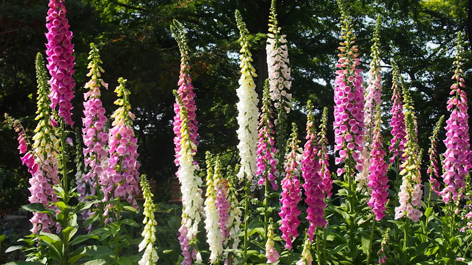 Purple and white Foxglove in bloom.