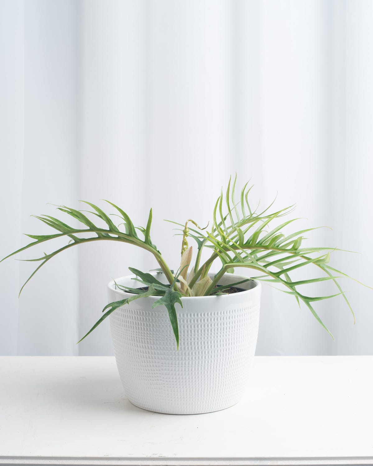 underrated houseplants philodendron tortum