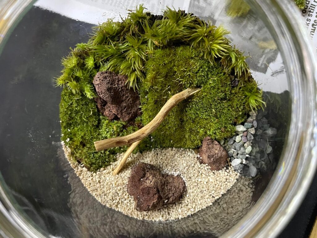 First mossarium! Tips on how to help it survive?