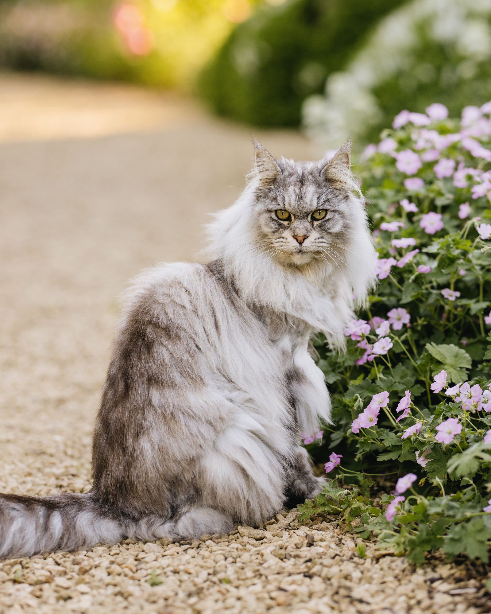 Image may contain Herbal Herbs Plant Angora Animal Cat Mammal Pet Flower Grass Kitten Geranium and Petal