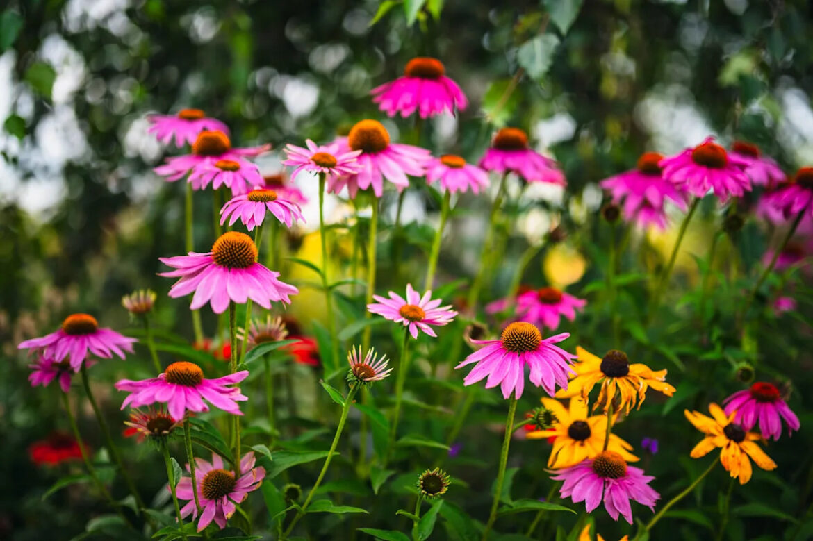 The Low-Maintenance Flowers I Grow When I Can’t Keep Up With the Garden Yahoo creators home
