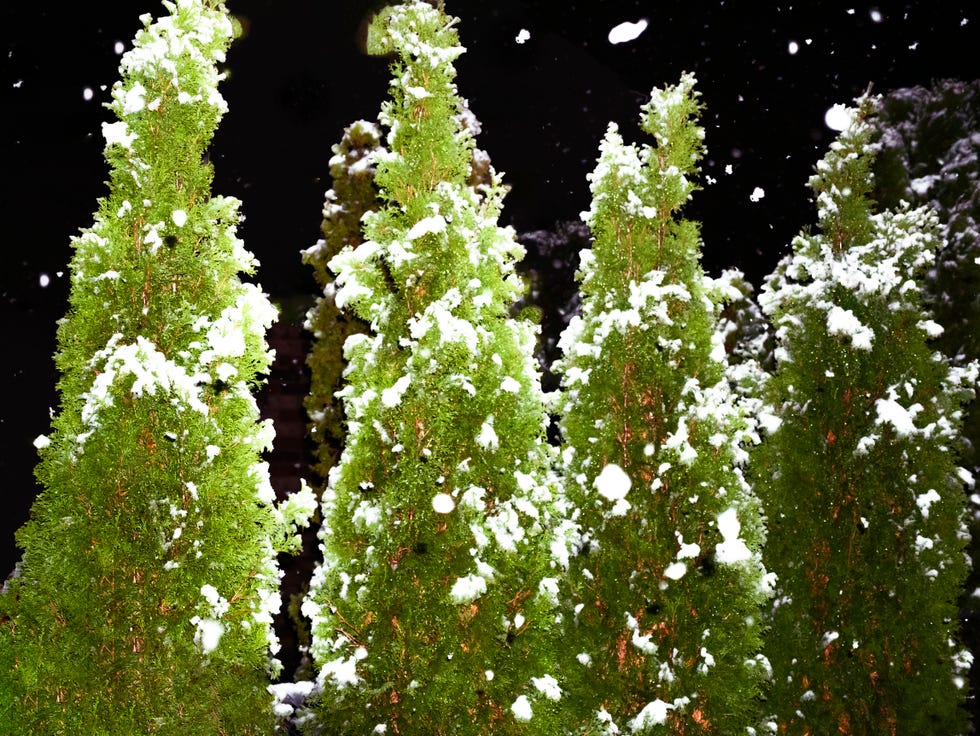 Snow Falling on Arborvitae Trees should you knock snow and ice off plants.jpg