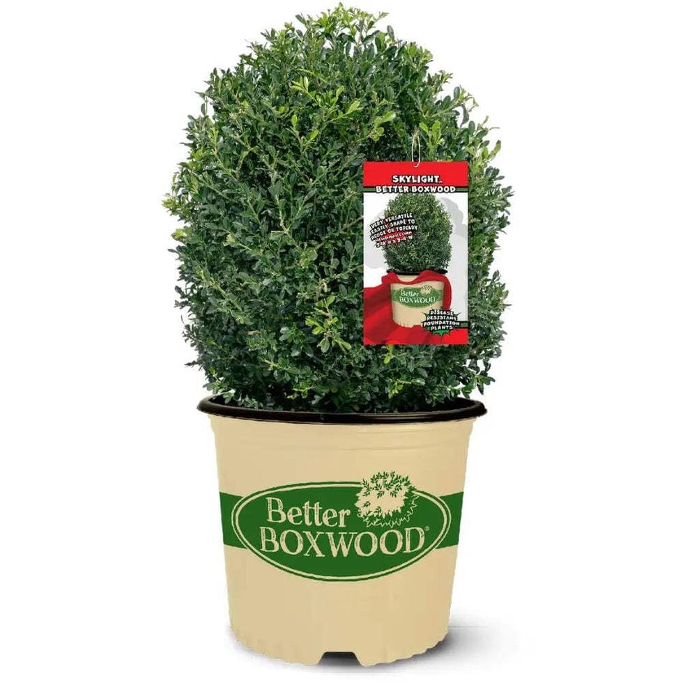 Buxus BetterBOXWOOD® Skylight™, 3 Gallon,