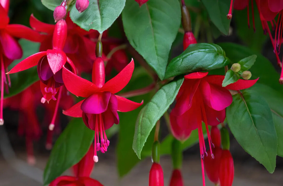 12 Pink Annual Flowers That Will Add Timeless Beauty to Your Garden Yahoo creators home