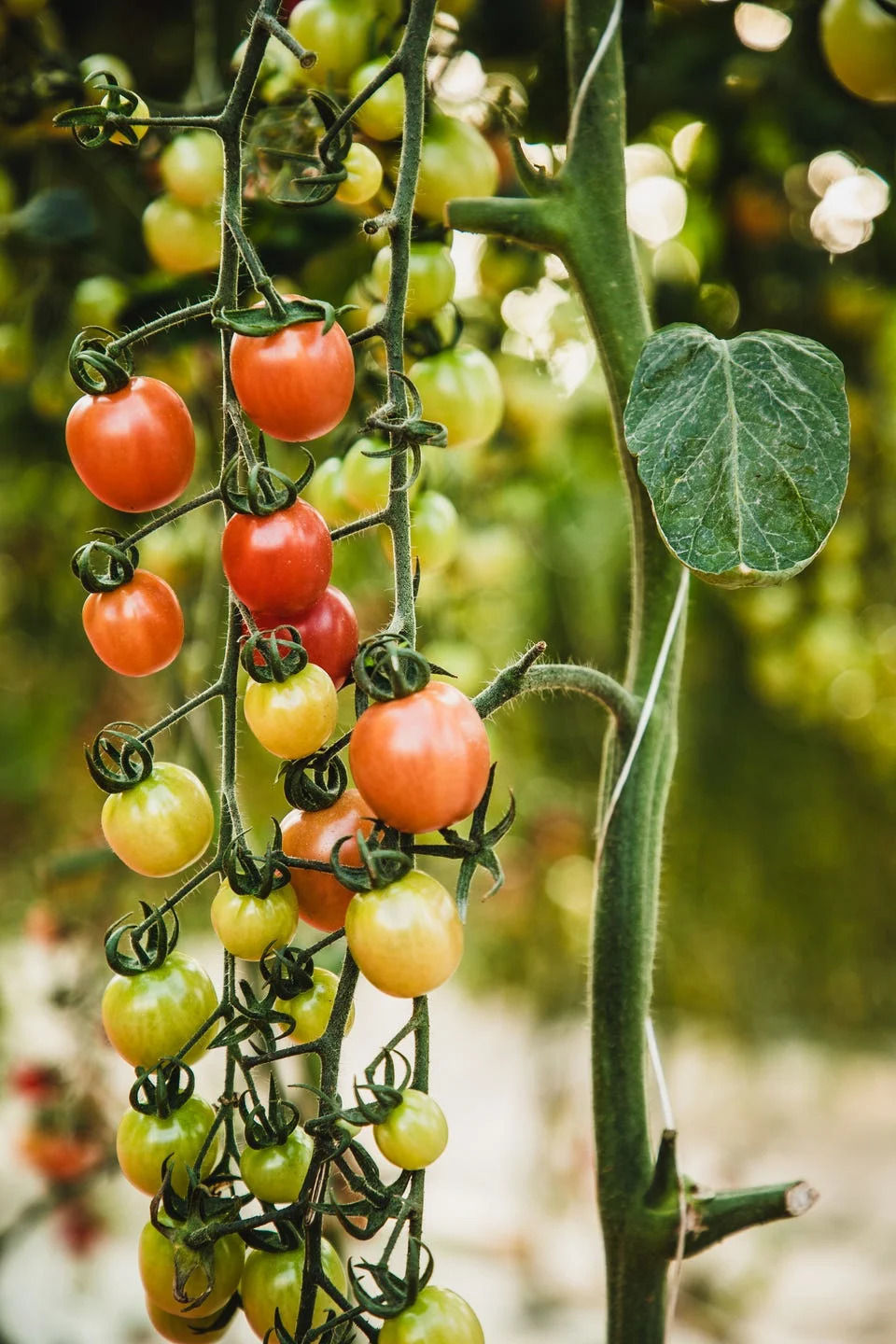 a cluster of red, green, and orange cherry tomatoes hanging from a vine