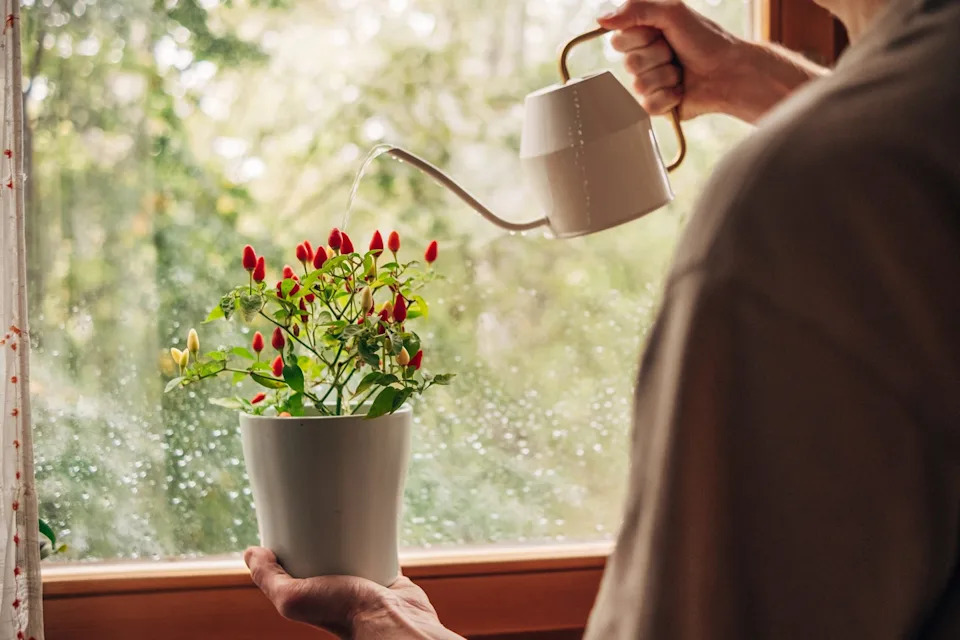 a chilli pepper potted plant being watered on a windowsill with a white watering can