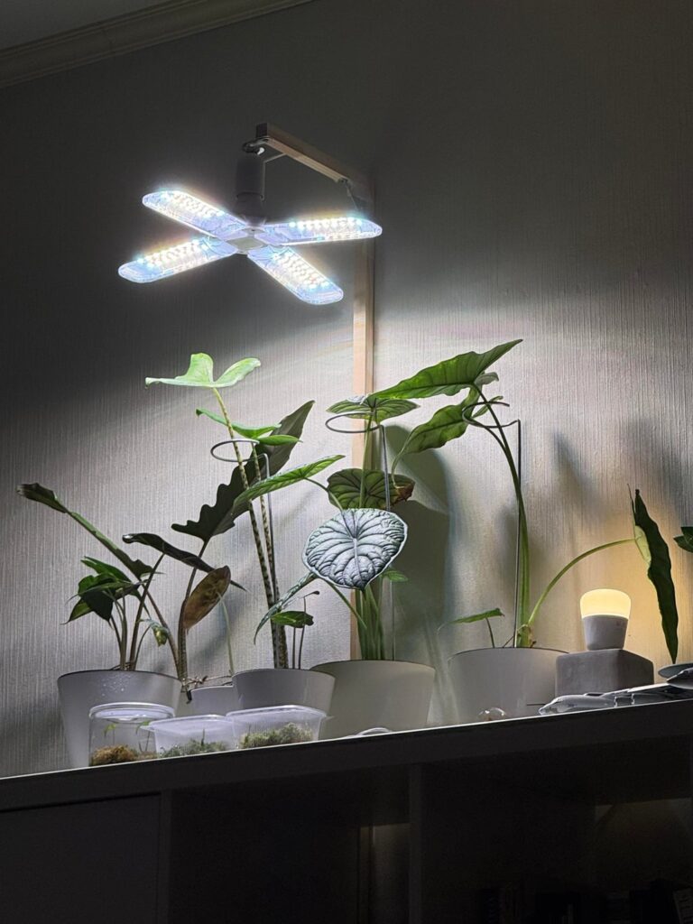 My alocasia collection