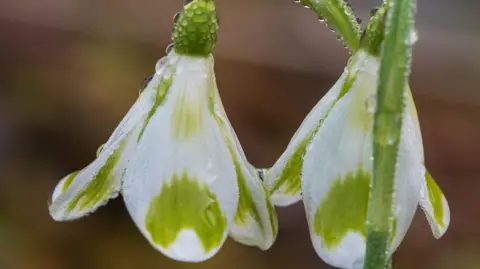 John Richmond A close-up photo of a pair of Galanthus Cornish Phil in bloom. They have rain drops on them and their petals are white with green markings.