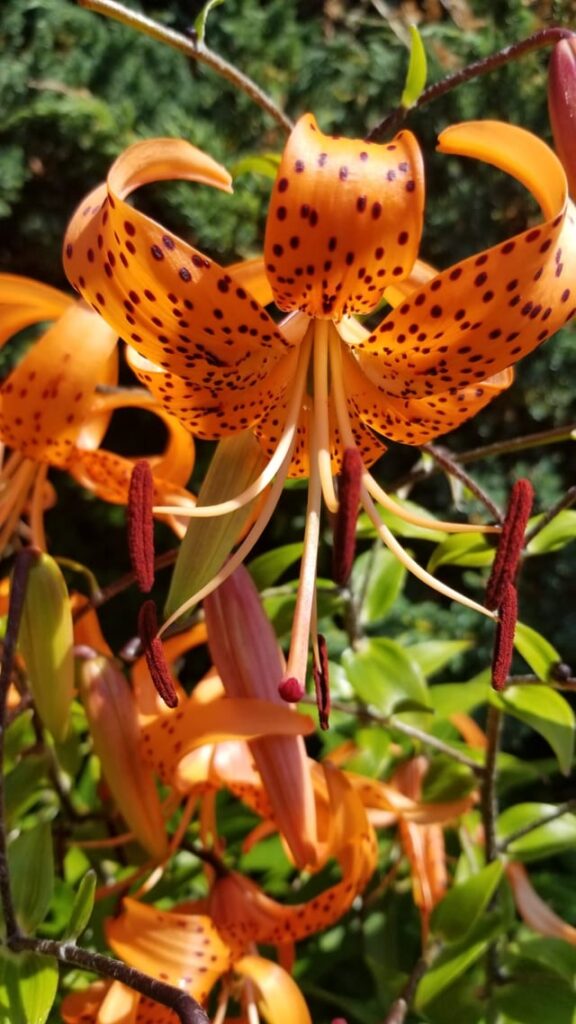 Just thought I'd share a few photos 🥰