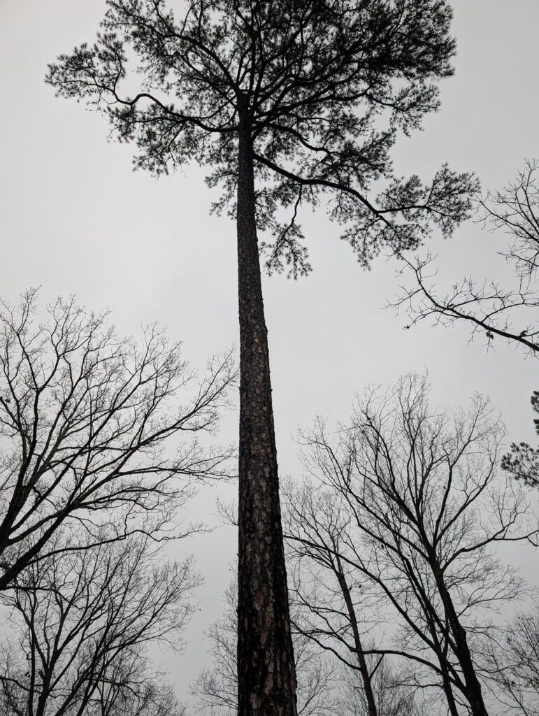 Sick Virginia pine