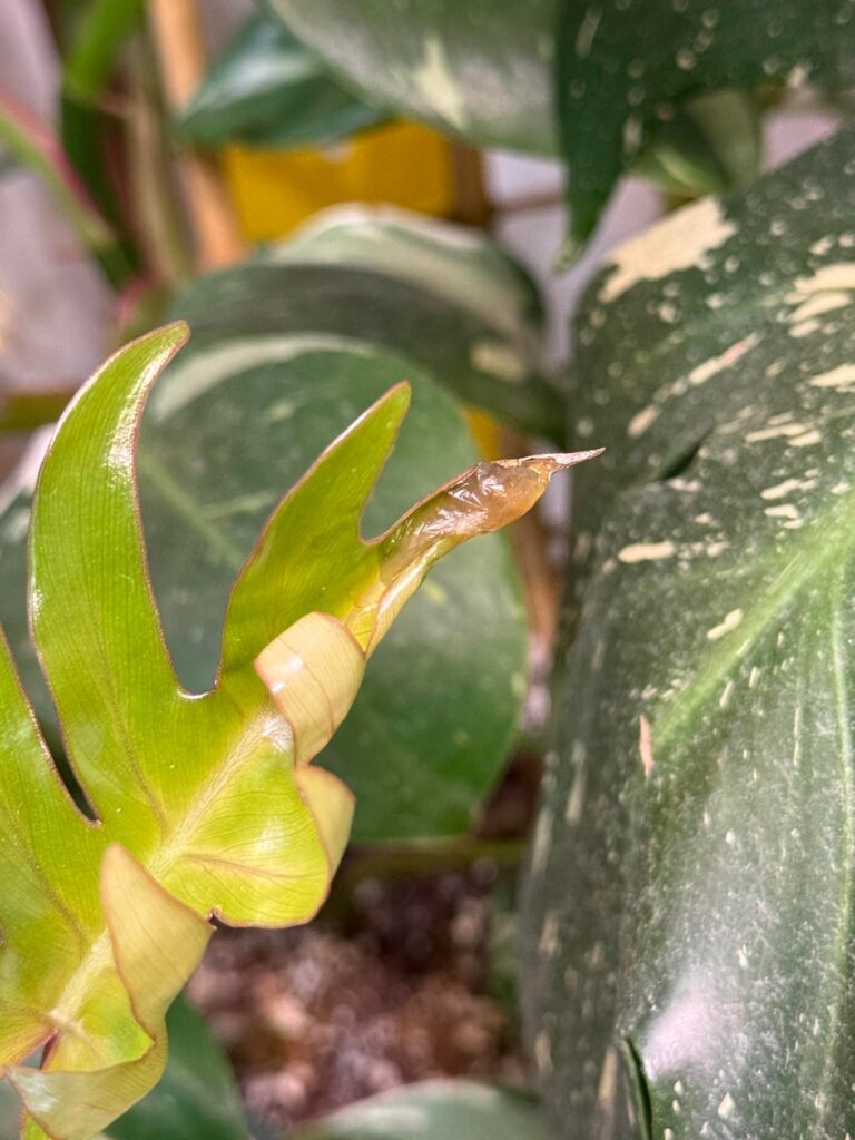 Why does it have a… blister?