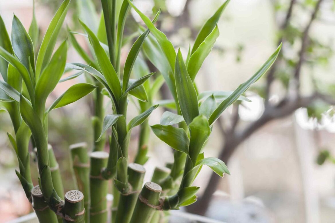 How to Propagate Lucky Bamboo for an Endless Supply of Plants