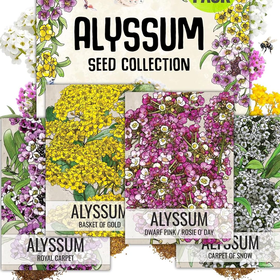 Seed Needs Heirloom Alyssum Flower Seed Packet Collection Variety Pack (includes 4 Packets) Basket of Gold, Royal Carpet, Dwarf Pink &amp; Carpet of Snow - Perfect for Rock Gardens