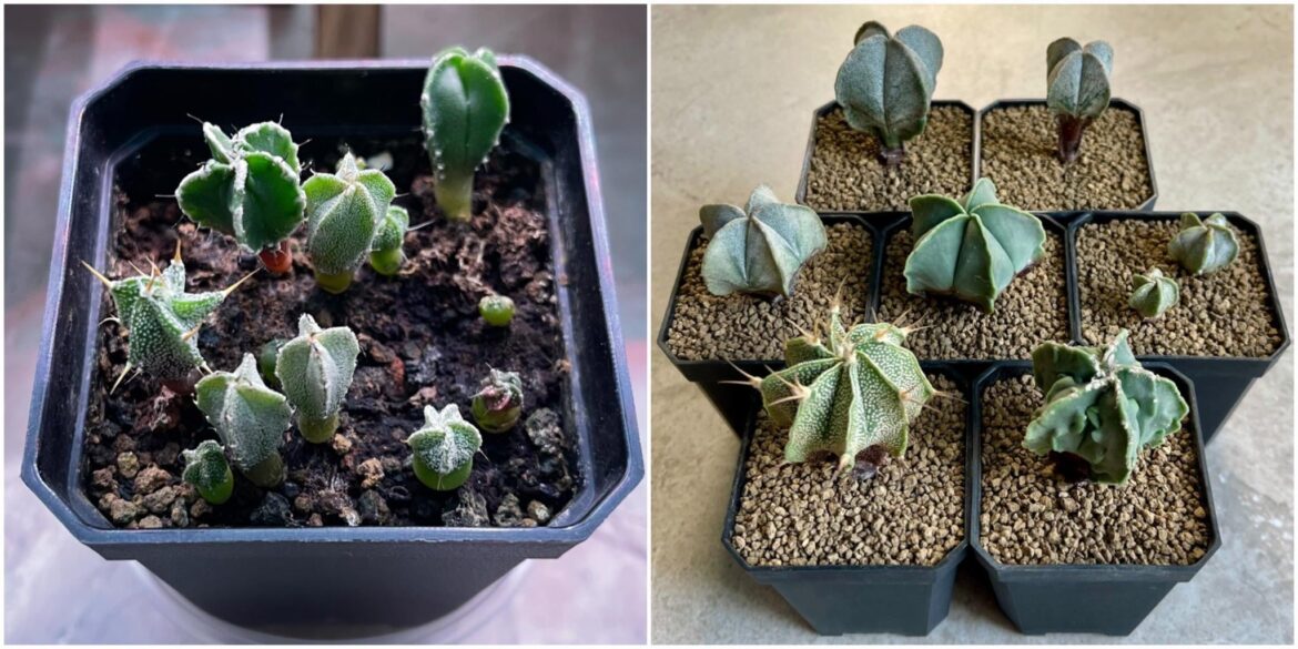 My first cacti/sowing, 4 years later :)