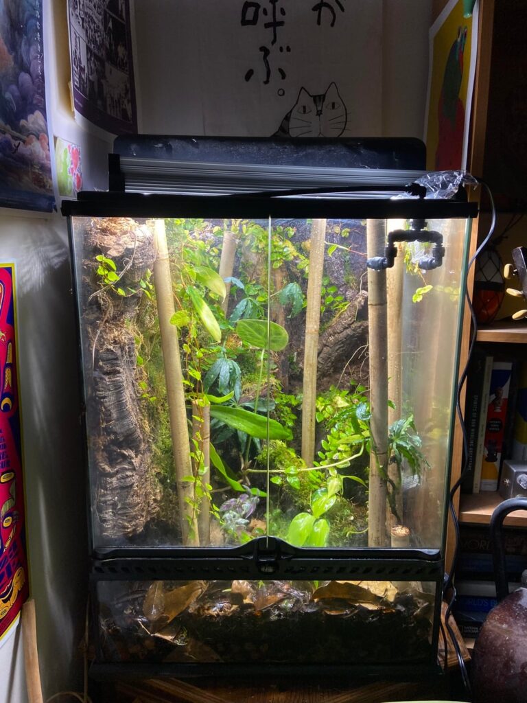 First Vivarium — Feedback appreciated!