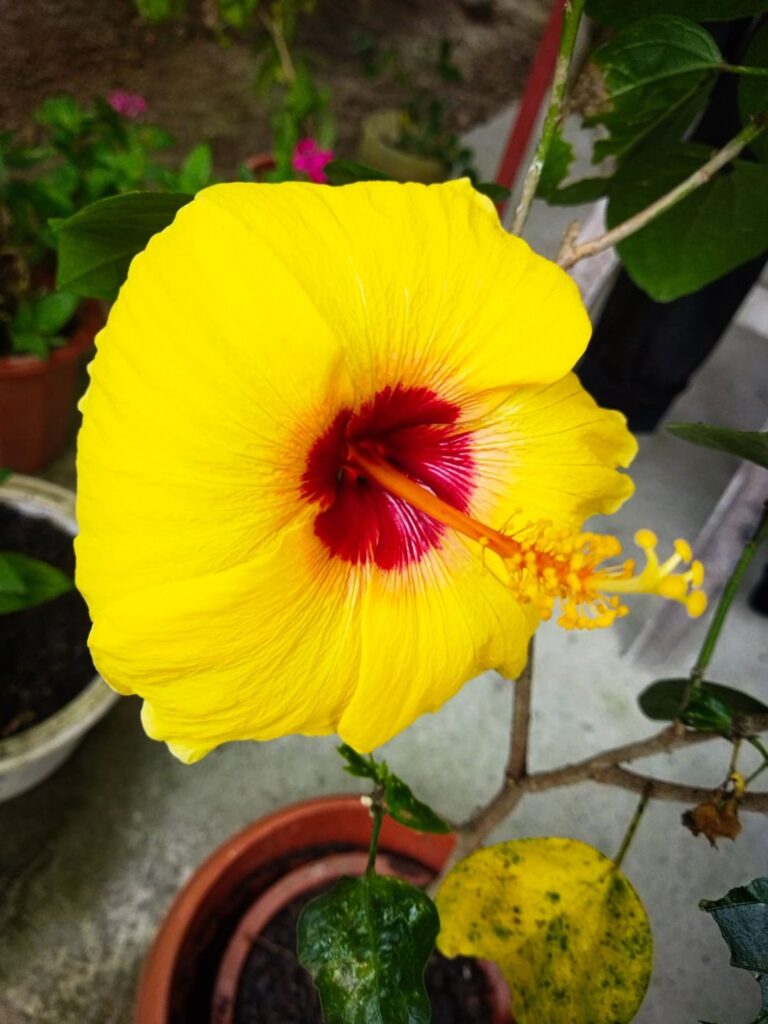 A Blooming Start to 2026: New Year Blessings in My Garden! 🌸✨
