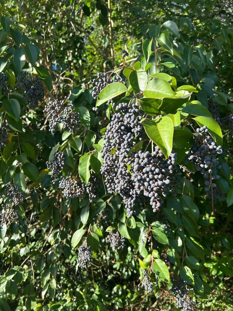What kind of berry tree is this?