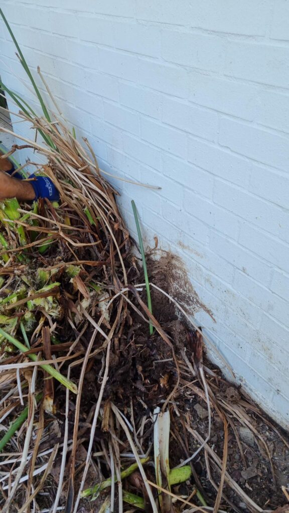 Termites! Can you plant a termite unfriendly garden? Termites! Can you plant a termite unfriendly garden?