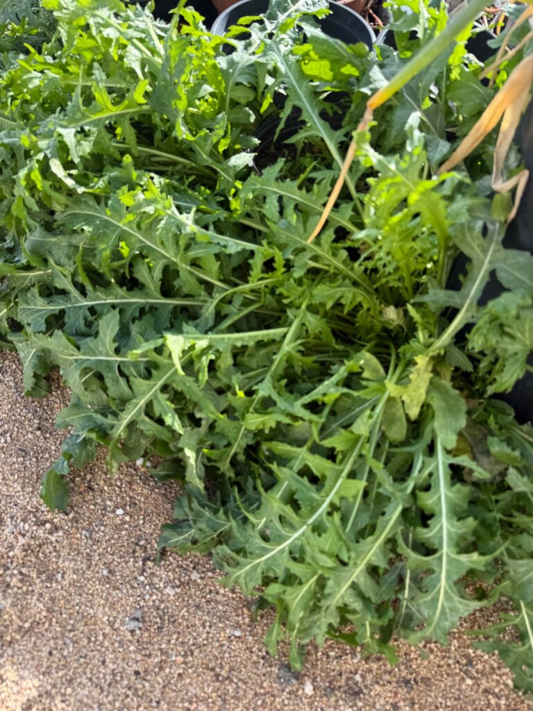 Is this wild arugula?