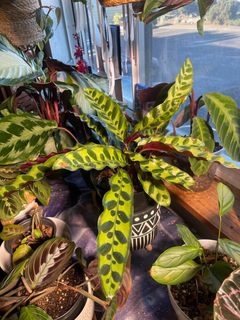 My happy plant den