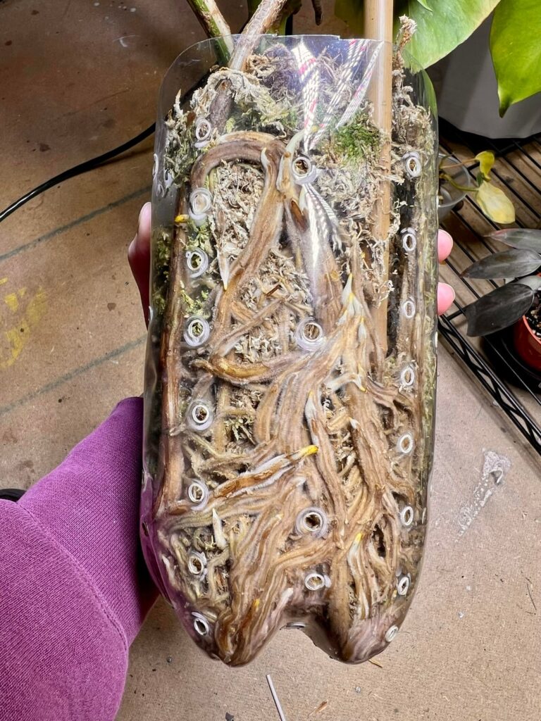 Need opinions