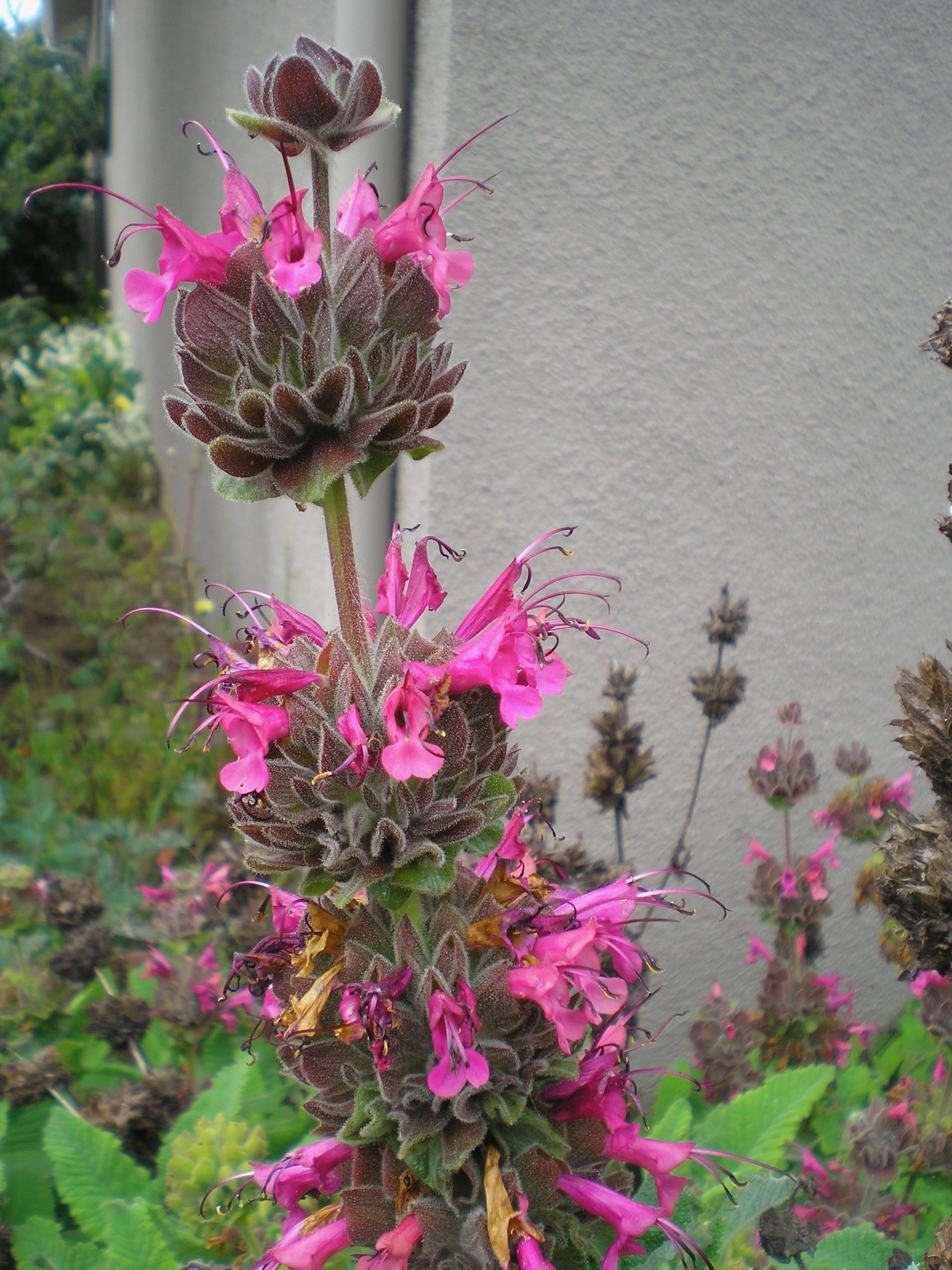 Salvia spathacea (hummingbird sage). Rosette-growing, herbaceous. (Courtesy Tom Karwin)