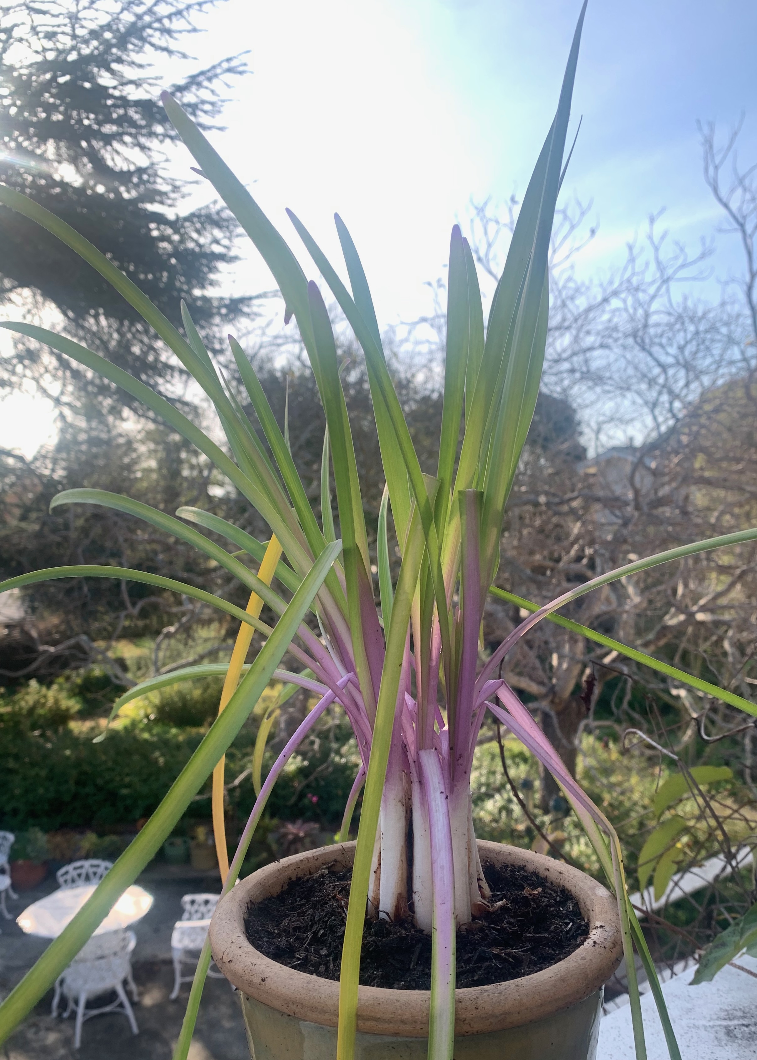 Flamingo society garlic (Tulbaghia âFlamingoâ). This clumping evergreen perennial has...