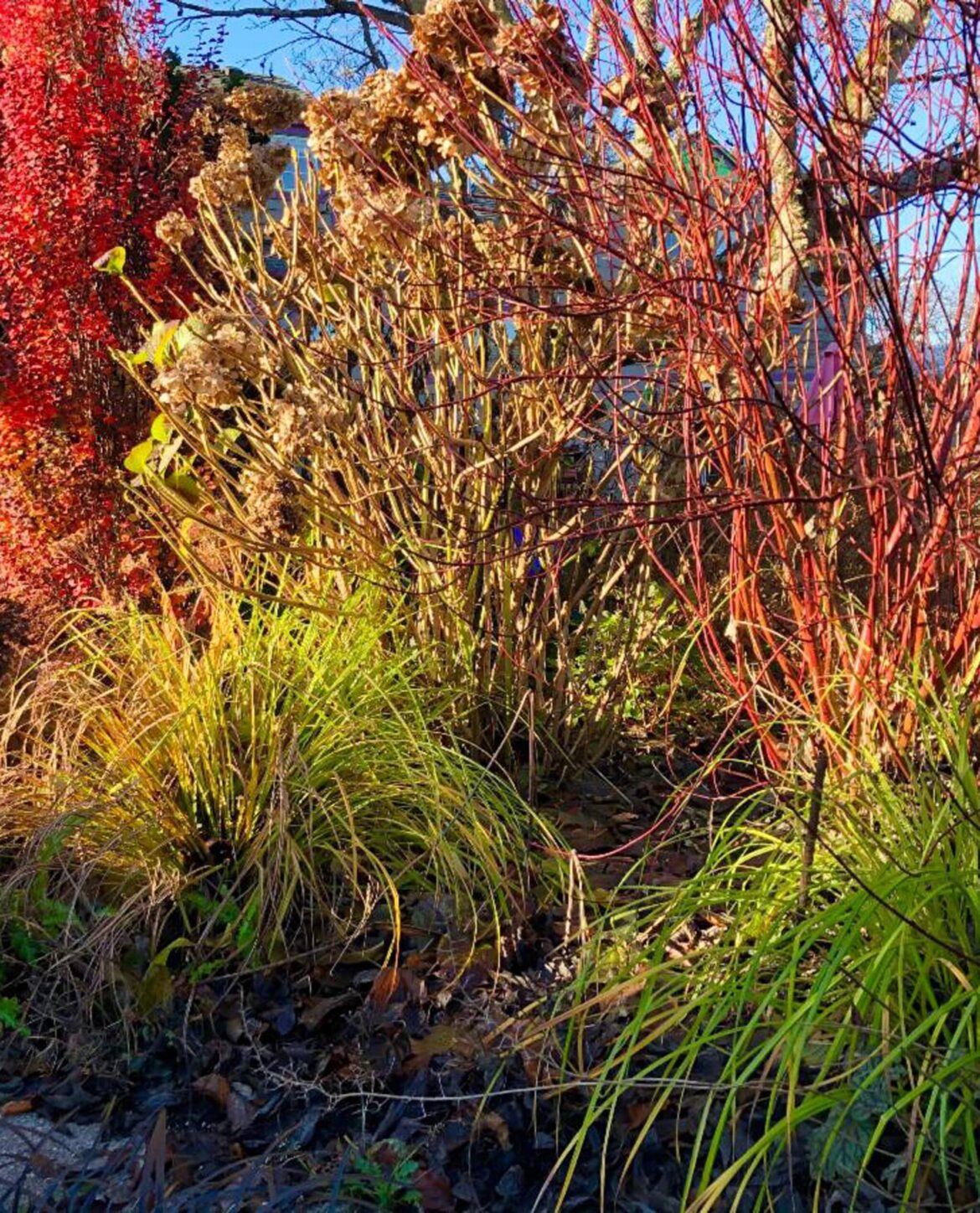 The Golfing Gardener: The season of the sticks Backyard in the fall and winter. (Sunnyside Nursery)