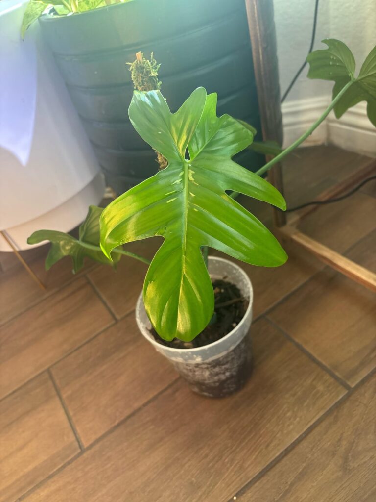 can anyone give me a specific id & let me know if this is variegation?!