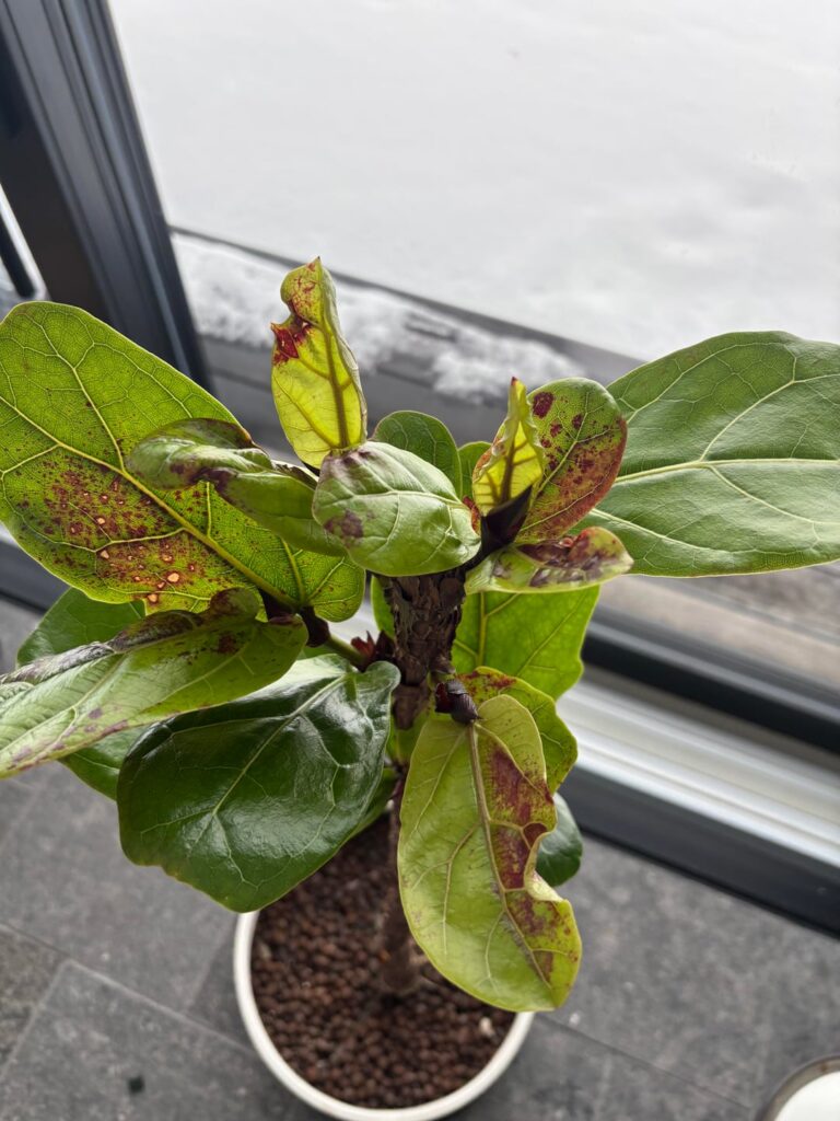 Help - why do the new leaves have brown spots?