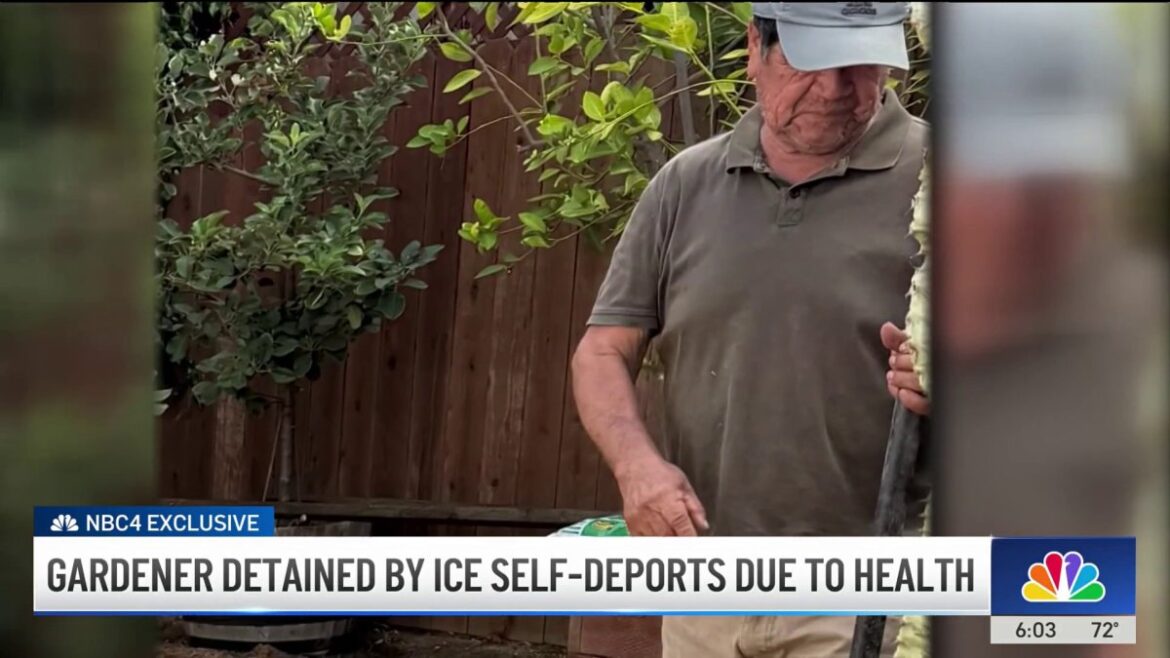 Gardener self-deports due to health after being detained in West Hollywood – NBC Los Angeles