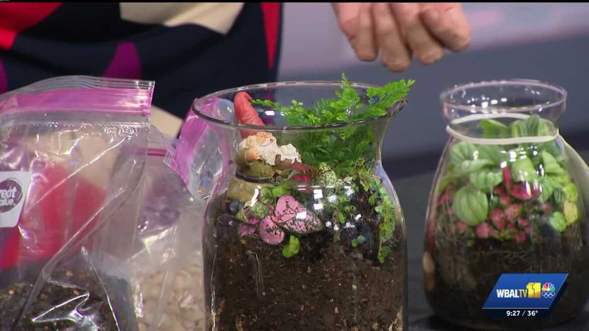 Sunday Gardener: Building terrariums