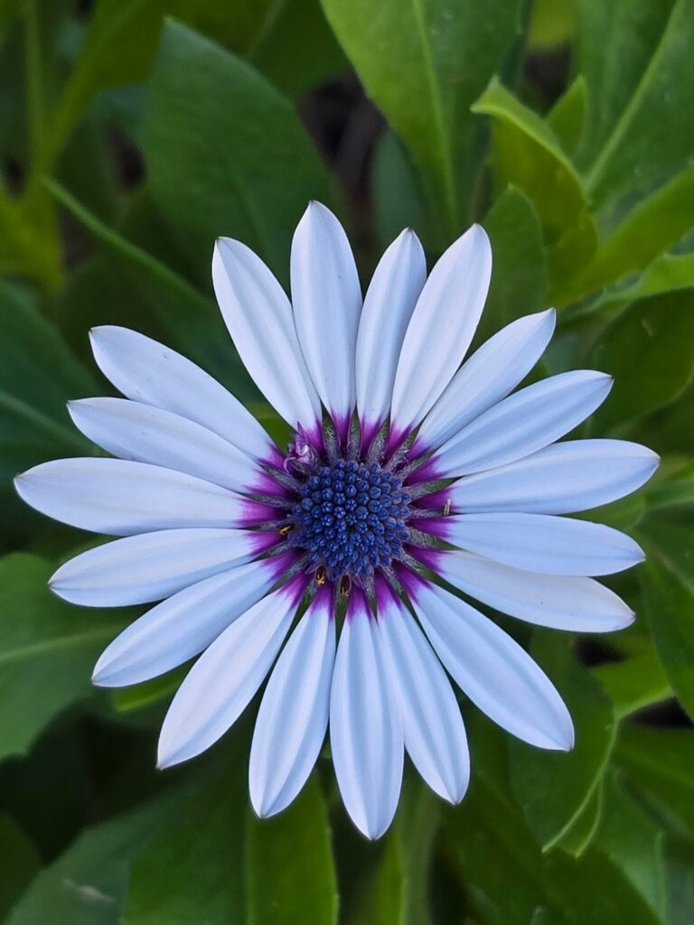 African daisy