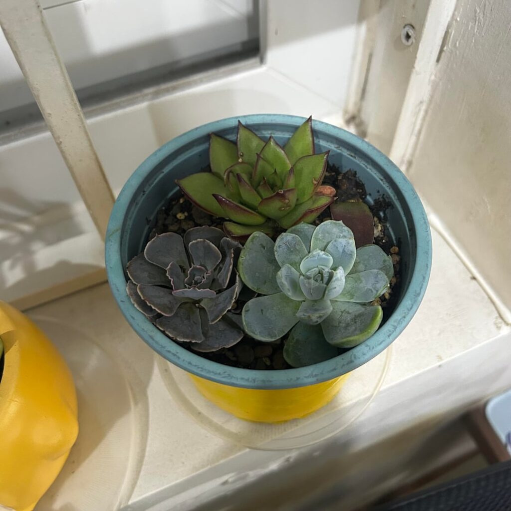 Do i need to repot?