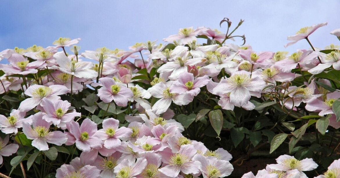 A beginner’s guide to pruning clematis A beginner’s guide to pruning clematis